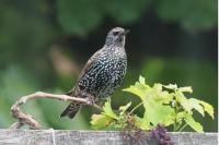 Sturnus vulgaris