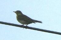 Anthus pratensis