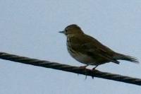 Anthus pratensis