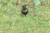 Turdus torquatus