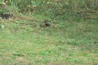 Turdus torquatus