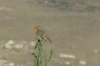 Erithacus rubecula
