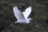 Egretta garzetta
