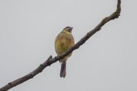 Emberiza cirlus