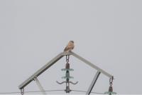 Falco tinnunculus