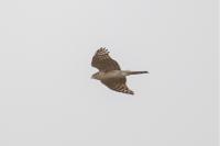 Accipiter nisus
