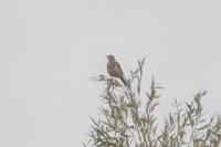 Turdus viscivorus