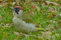 Picus viridis