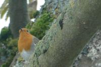 Erithacus rubecula