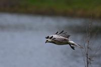 Buteo buteo