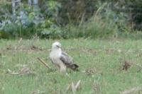 Buteo buteo