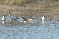 Branta canadensis