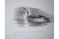 Gavia arctica