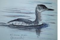 Podiceps grisegena