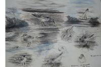 Calidris fuscicollis