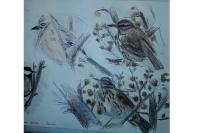 Turdus iliacus