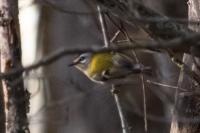 Regulus ignicapilla