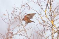 Turdus iliacus