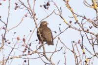 Turdus iliacus