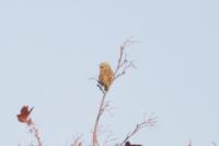 Emberiza cirlus