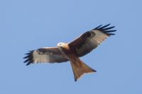 Milvus milvus