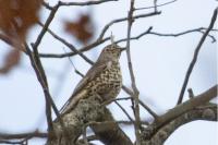 Turdus viscivorus