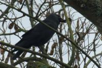Corvus monedula