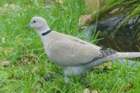 Streptopelia decaocto