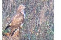 Buteo buteo