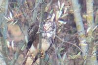 Buteo buteo
