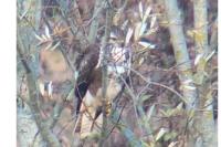 Buteo buteo