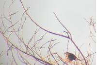 Turdus viscivorus