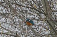 Alcedo atthis