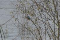 Alcedo atthis