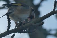 Carduelis carduelis