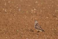 Buteo buteo