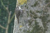 Certhia brachydactyla