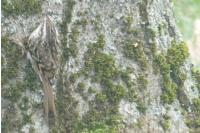 Certhia brachydactyla