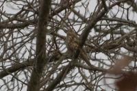 Turdus viscivorus