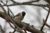 Poecile palustris