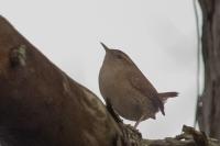 Troglodytes troglodytes