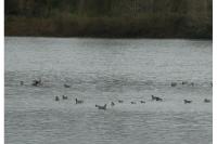 Branta canadensis