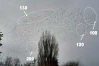Sturnus vulgaris