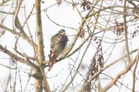 Accipiter gentilis