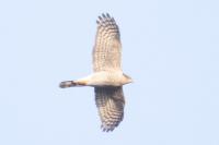 Accipiter gentilis