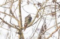 Accipiter gentilis