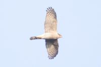 Accipiter gentilis