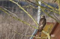 Accipiter nisus
