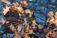 Troglodytes troglodytes