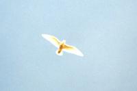 Larus glaucoides
